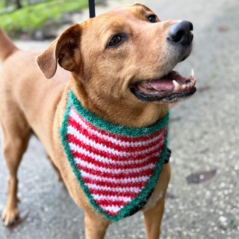 Elf Stripes Crochet Dog Bandana Pattern (4 Sizes)