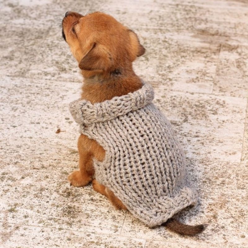 Puppy Sweater Knitting Pattern - Main Image