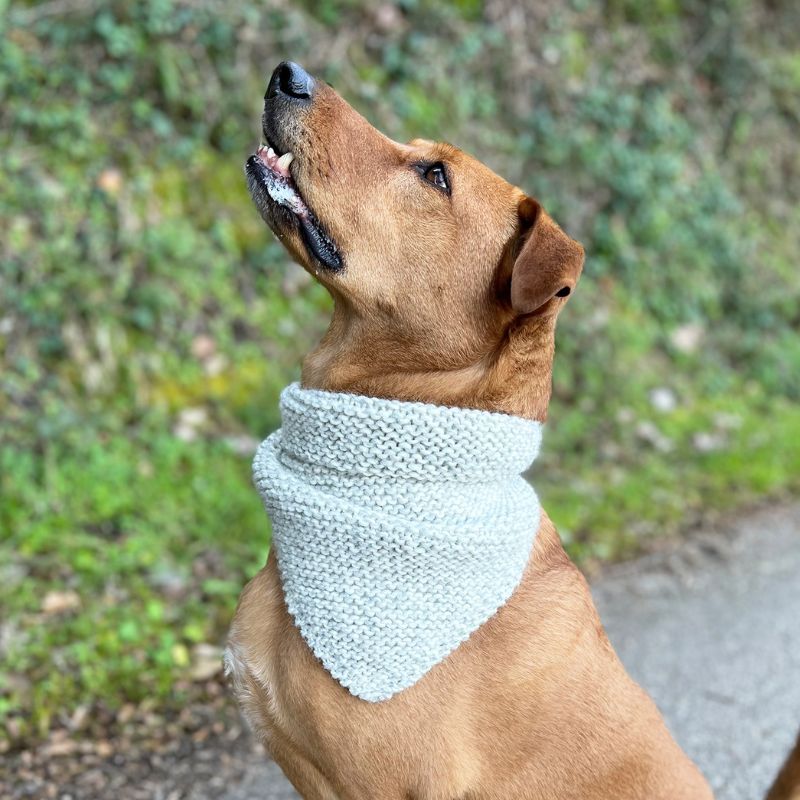 Pet Accessories - Handy Little Me Shop