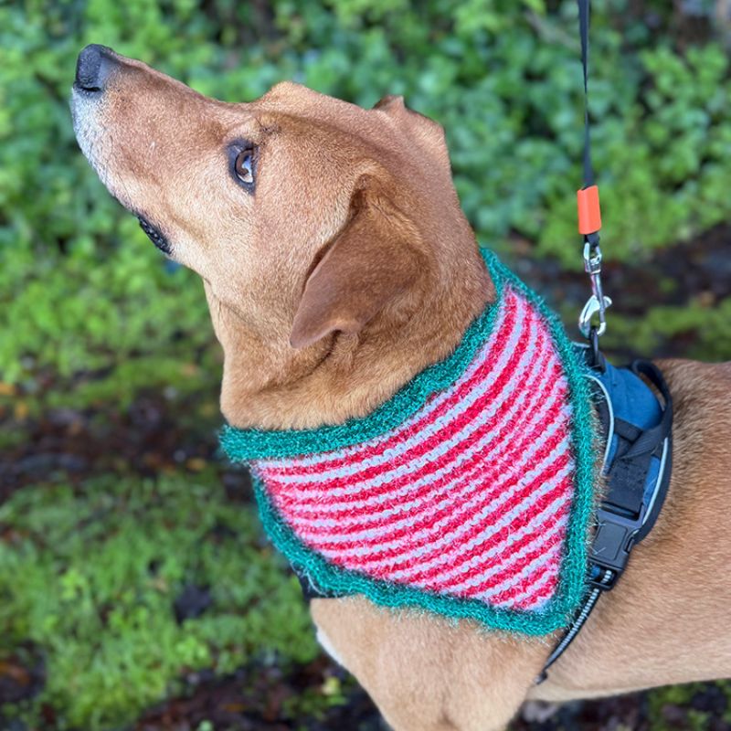Christmas Elf Dog Bandana – Knitting Pattern PDF (4 Sizes) - Handy Little Me Shop