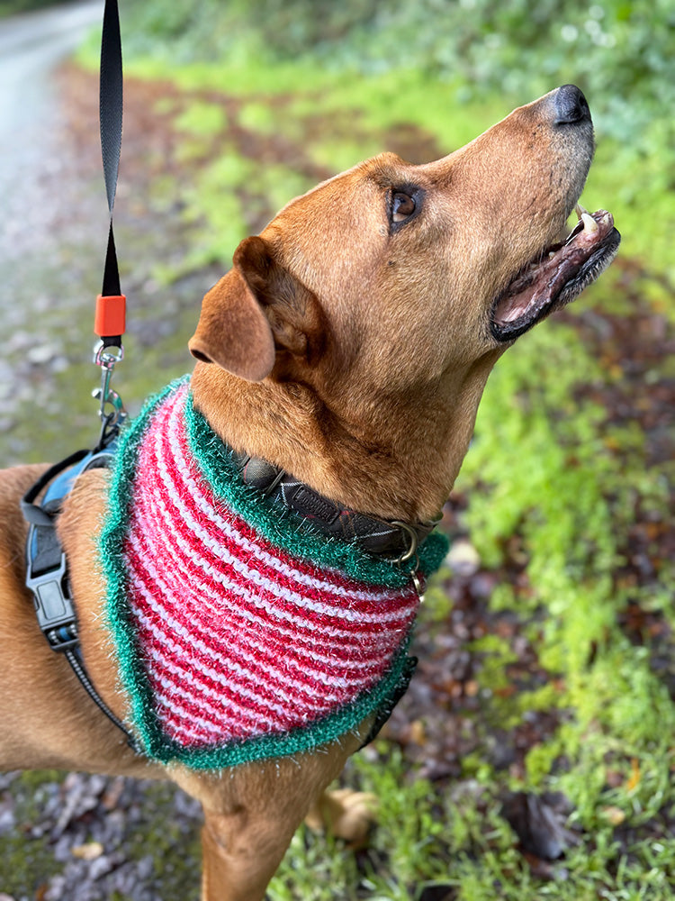 Christmas Elf Dog Bandana – Knitting Pattern PDF (4 Sizes)