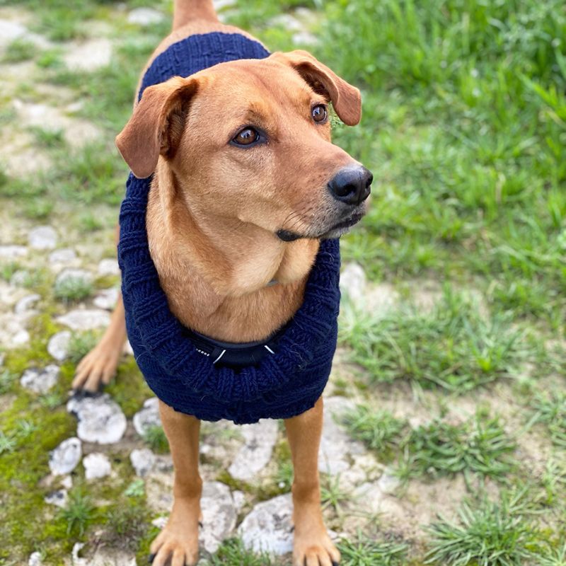 Knitted Dog Sweater Pattern - Handy Little Me Shop