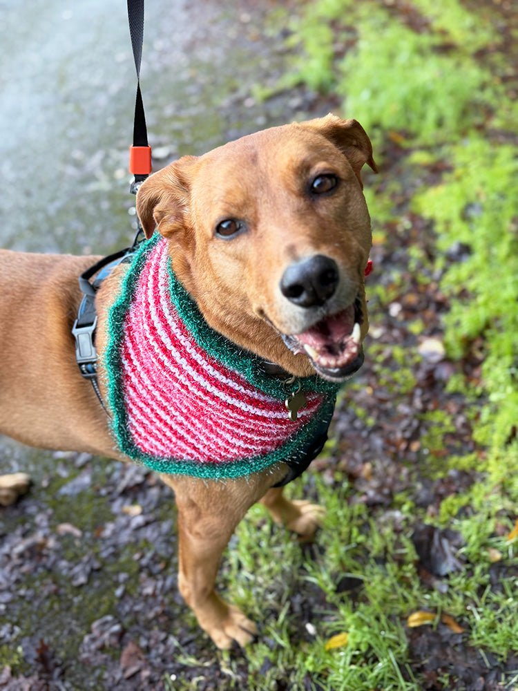 Christmas Elf Dog Bandana – Knitting Pattern PDF (4 Sizes) - Handy Little Me Shop