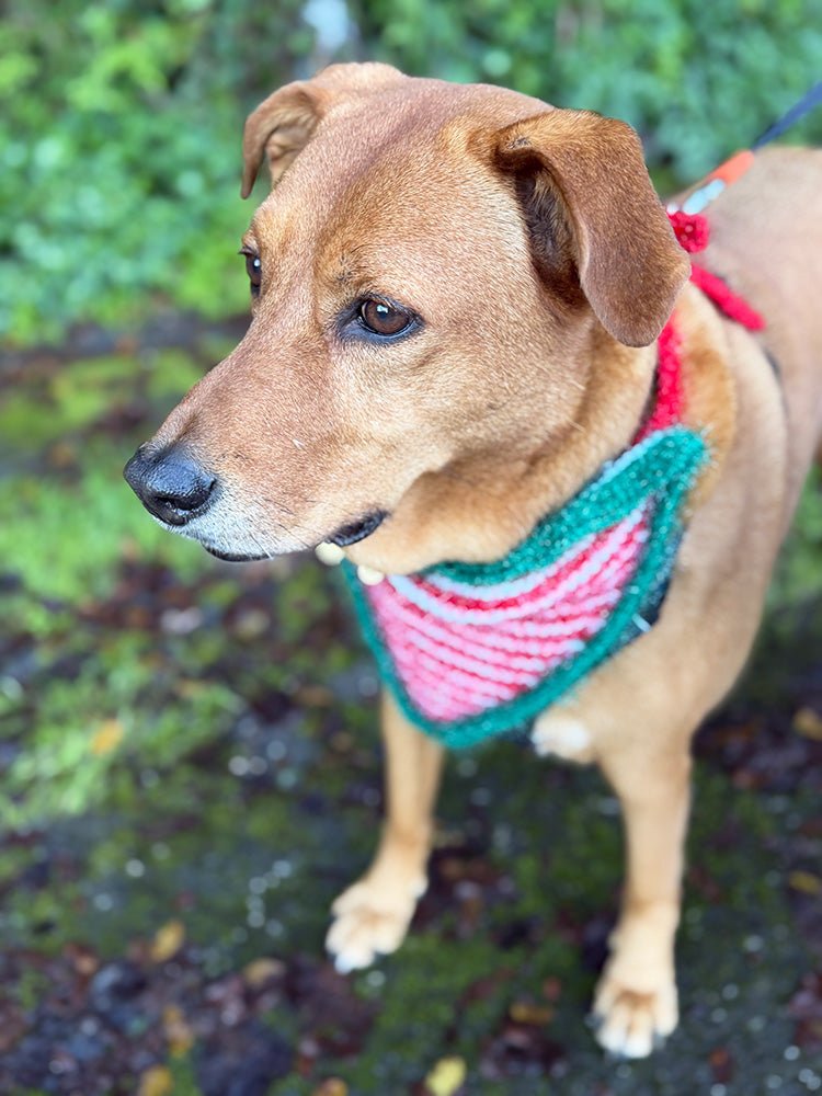 Elf Knitting Pattern Bundle – For The Whole Family (Including Dogs!) - Handy Little Me Shop