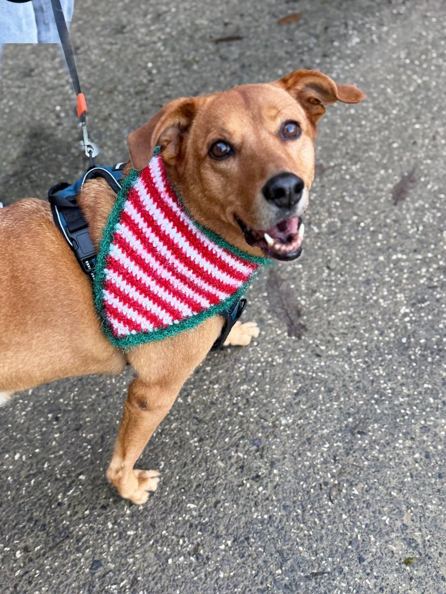 Elf Stripes Crochet Dog Bandana Pattern (4 Sizes) - Handy Little Me Shop