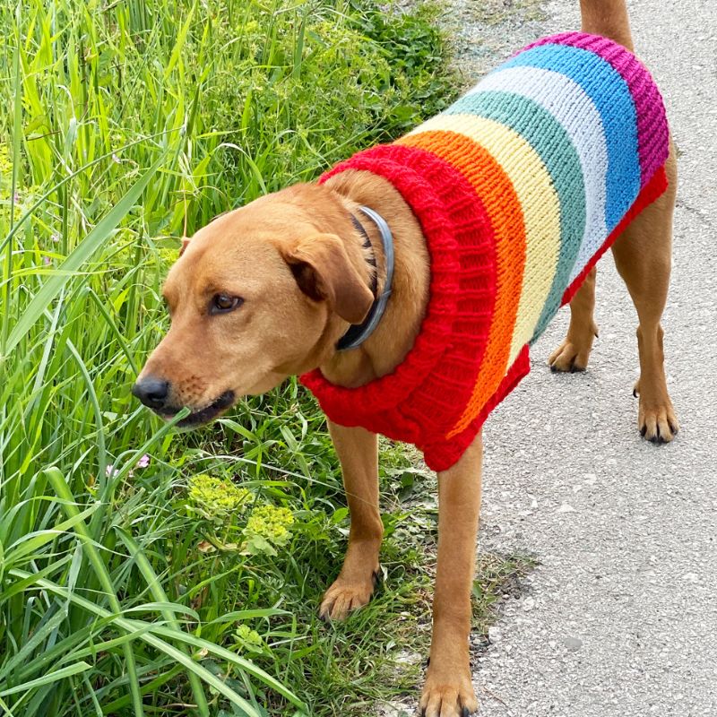 Rainbow Dog Sweater Knitting Pattern