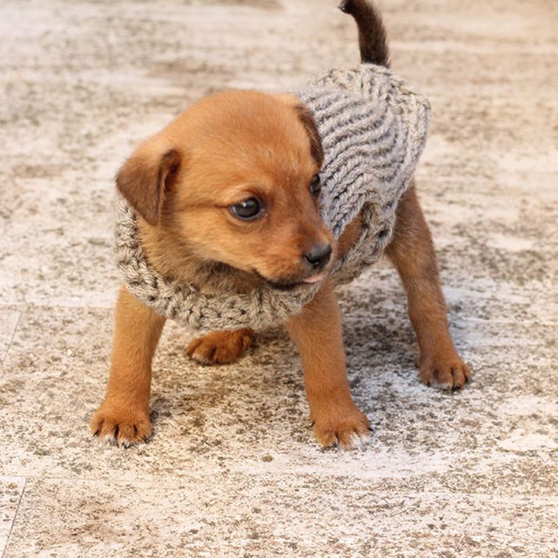 Puppy Sweater Knitting Pattern - Handy Little Me Shop