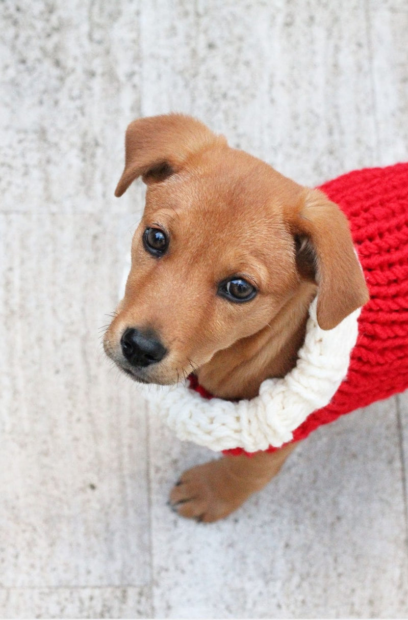 Christmas puppy sweater