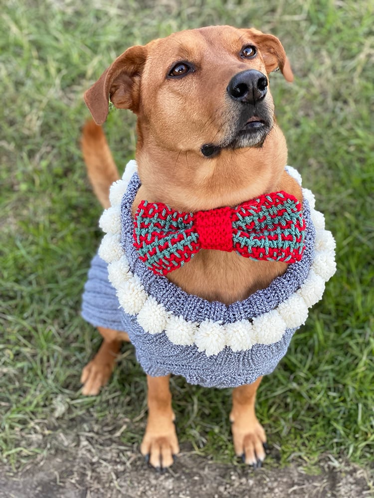 Dog sweater and knitted bow tie