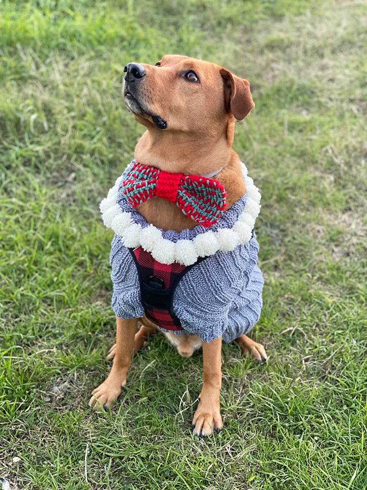 Knitted bow tie and knitted dog sweater