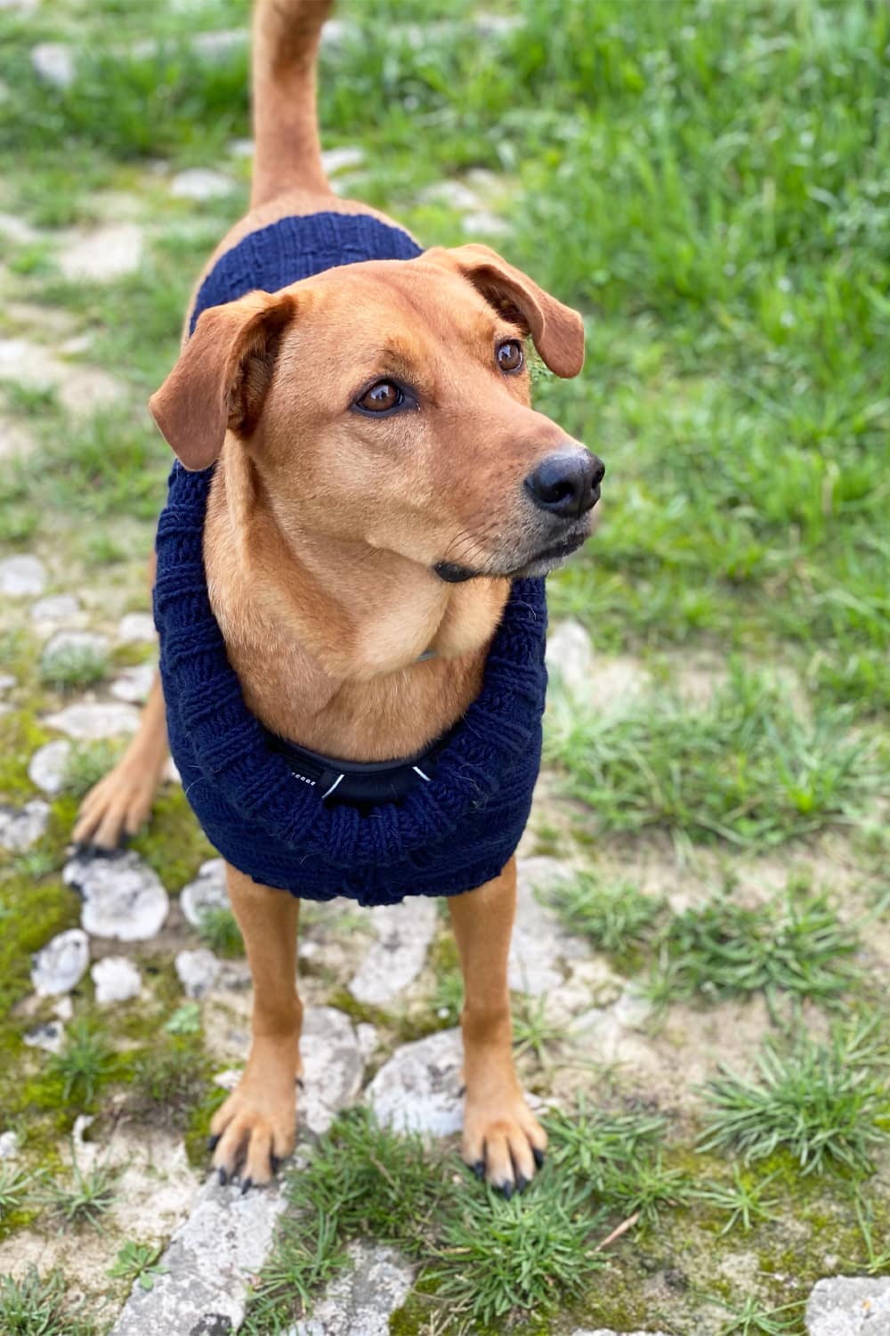 Dog Sweater Knitting Pattern (Straight Needles) – Handy Little Me Shop