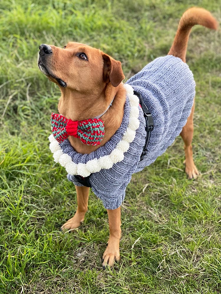 Knitted dog sweater with bow tie