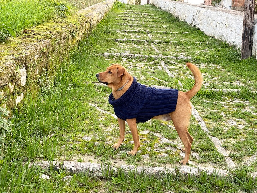 Knitted Dog Sweater Pattern - Handy Little Me Shop