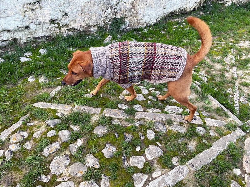Tartan knitted dog sweater