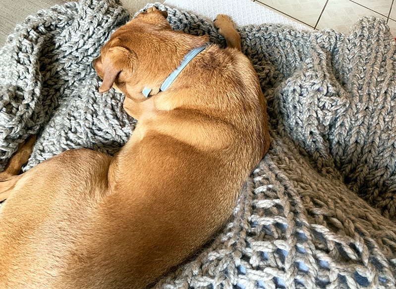 dog sleeping on a chunky knit throw blanket