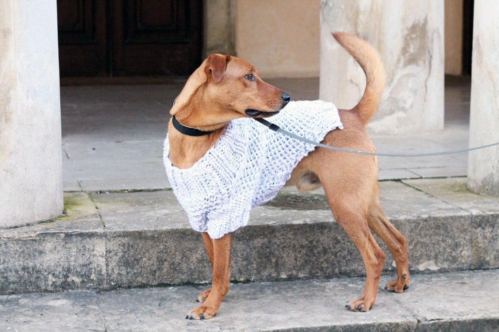 Large Dog Sweater Knitting Pattern - Handy Little Me Shop