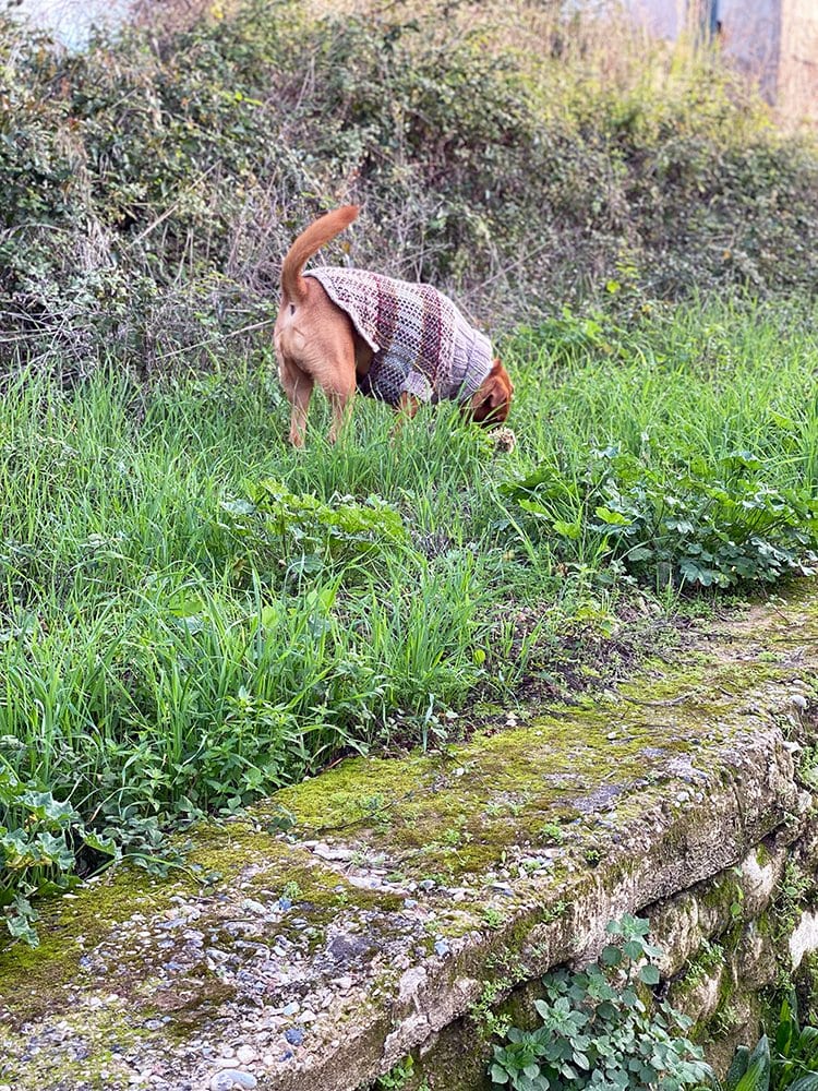 Fraser Tartan Dog Sweater Pattern - Handy Little Me Shop