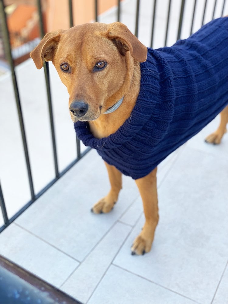 Knitted Dog Sweater Pattern - Handy Little Me Shop