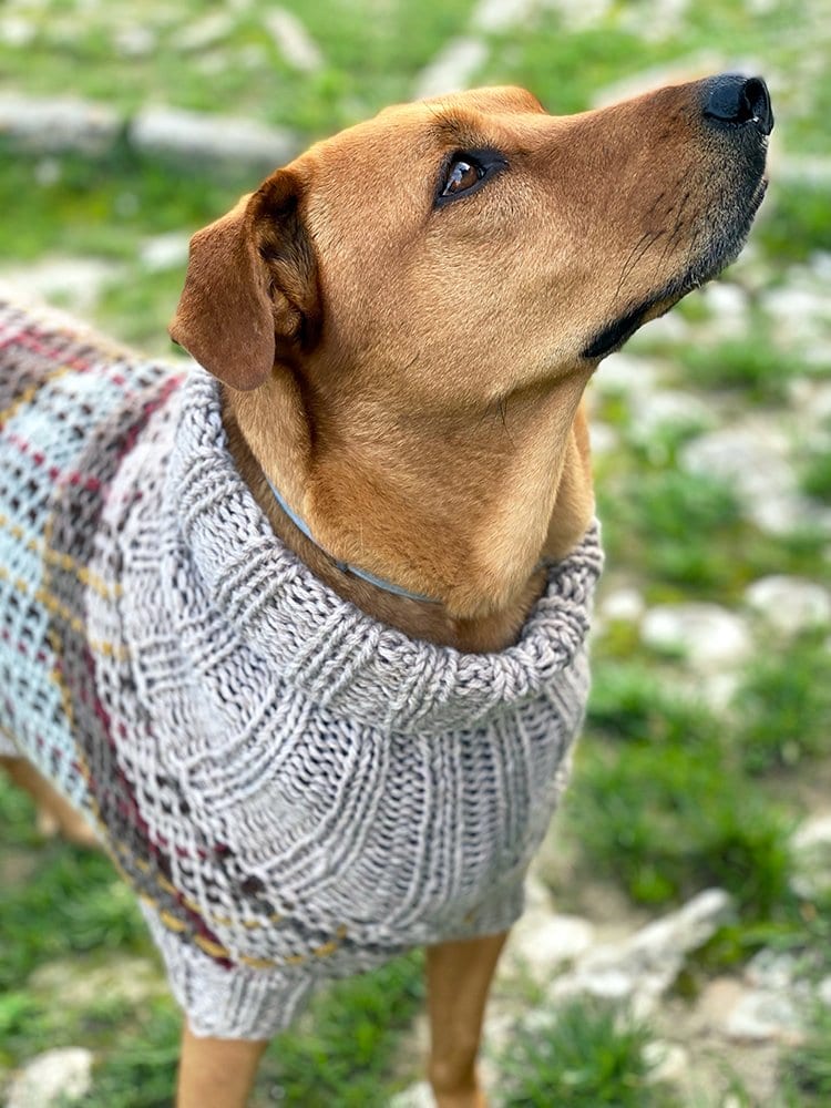 Fraser Tartan Dog Sweater Pattern - Handy Little Me Shop