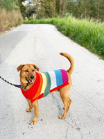 dog jumper knitted with rainbow stripes