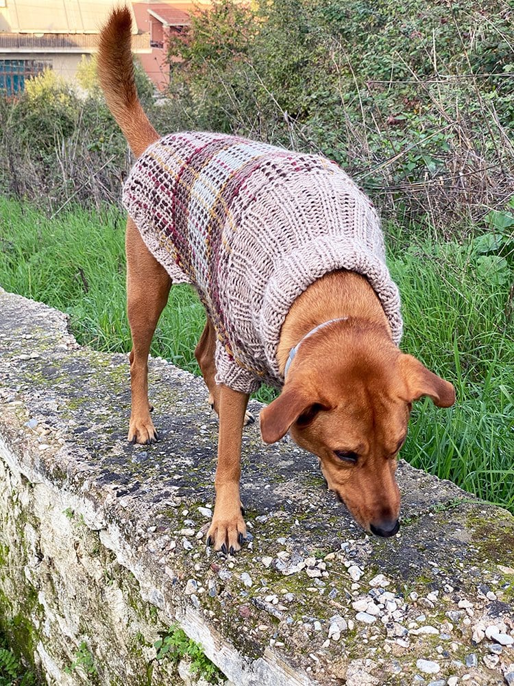 Fraser Tartan Dog Sweater Pattern - Handy Little Me Shop