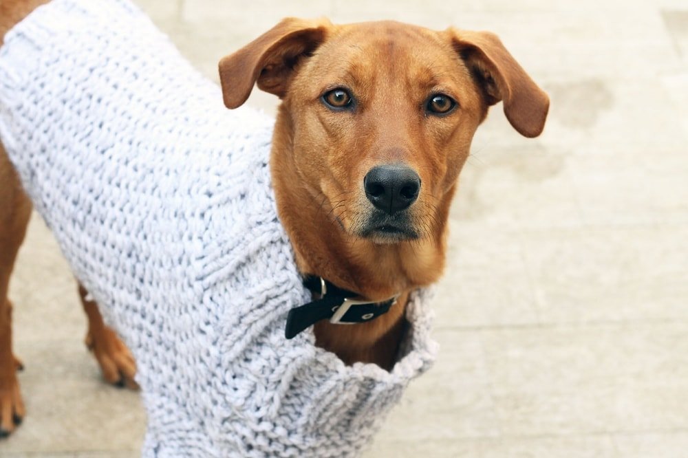 Large Dog Sweater Knitting Pattern - Handy Little Me Shop