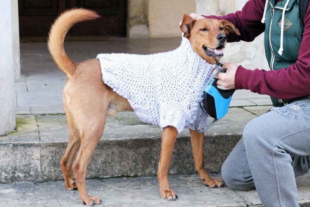 Pattern Free Knitting Beginner Dog Sweater Knitting Pattern Free