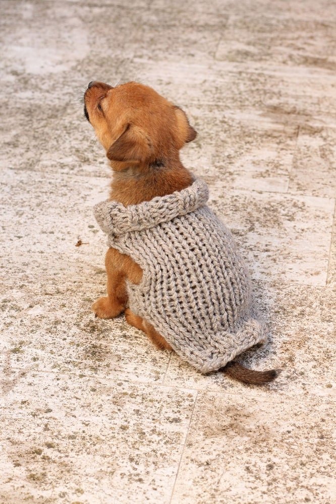 extra-small-free-puppy-sweater-pattern