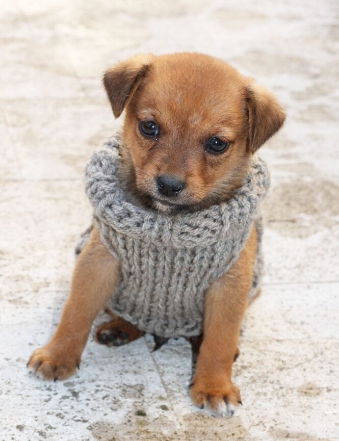 puppy sweater