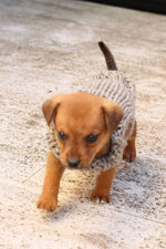 free-puppy-sweater-pattern