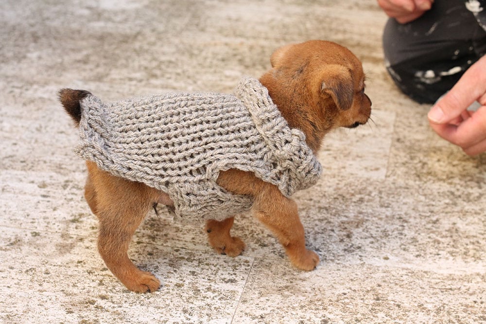 Puppy Sweater Knitting Pattern - Handy Little Me Shop