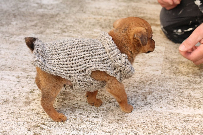free-puppy-sweater-small-pattern
