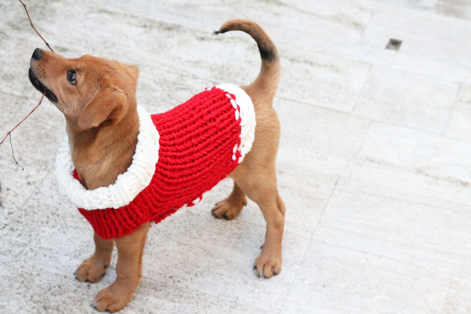 Dog Sweater Knitting Pattern {Straight Needles} - Handy Little Me