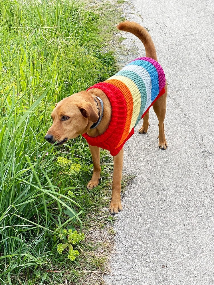 Rainbow Dog Sweater Knitting Pattern - Handy Little Me Shop