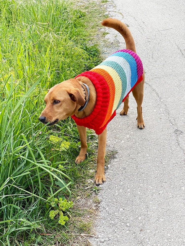 knitted dog jumpers