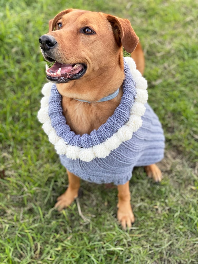 knitted dog sweater with pom poms