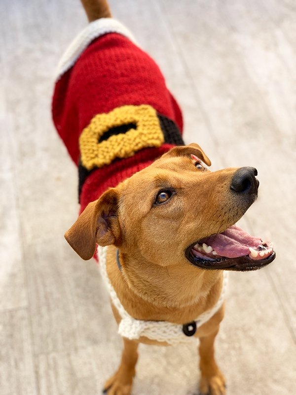 dog wearing a Christmas sweater
