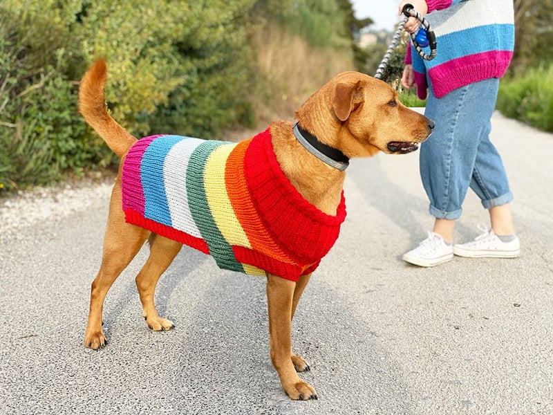 dog wearing a knitted rainbow sweater